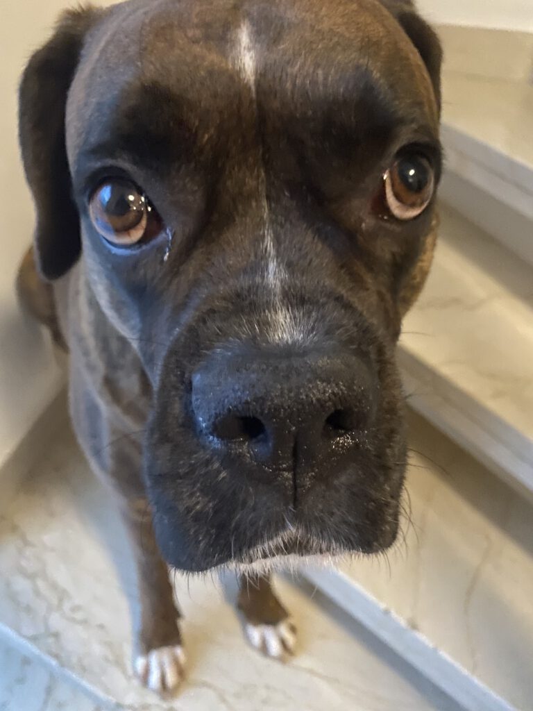 Vierbeiniger Mitarbeiter im Team des Computerladens im Raum Landshut